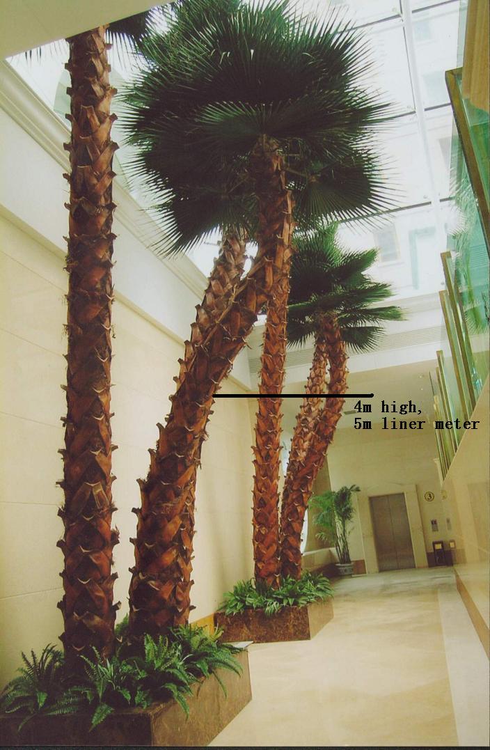 indoor-washingtonia-palm-bent-trunk