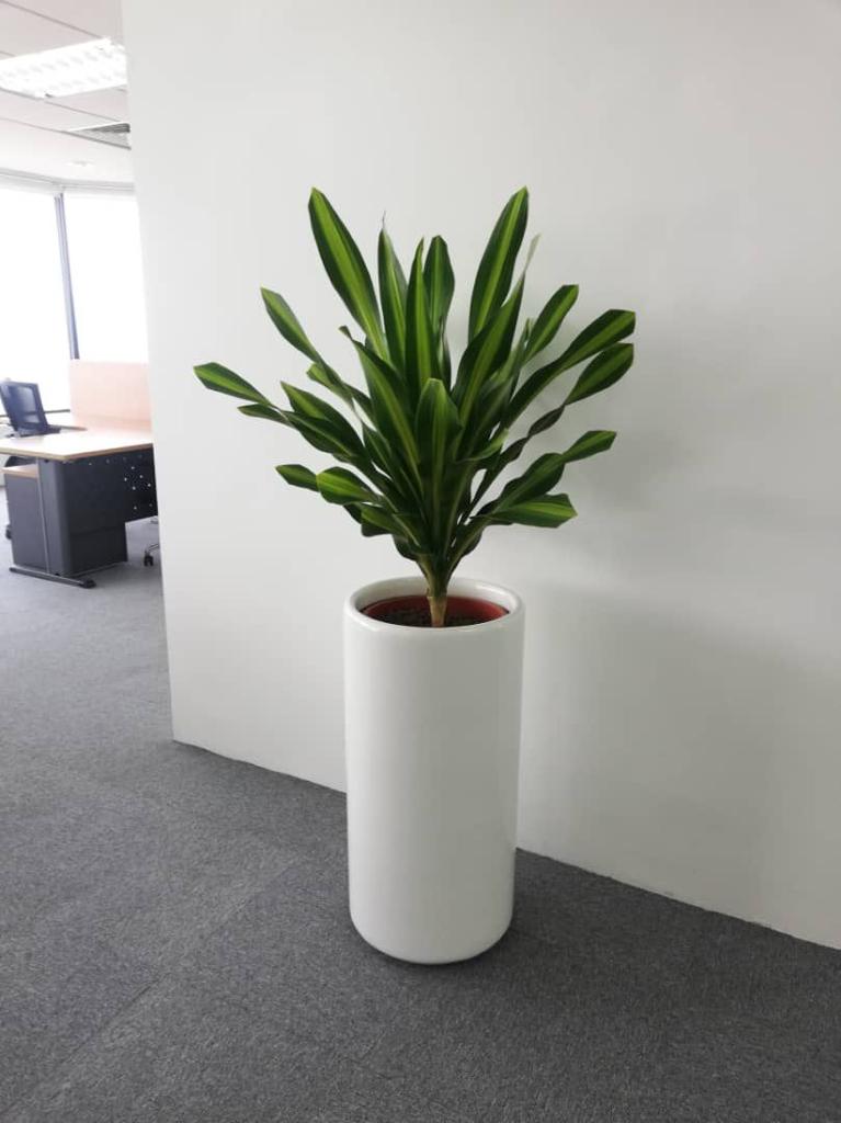 zamia-culcas-in-stainless-steel-pot