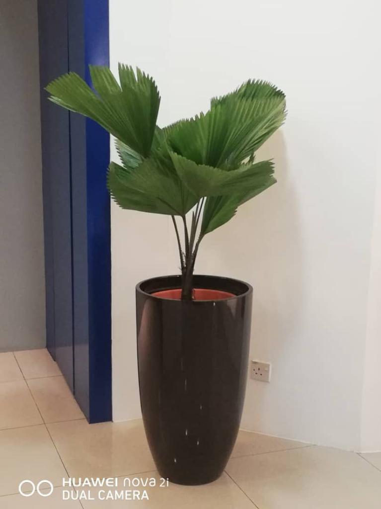 Yucca Plant in Stainless Steel Pot