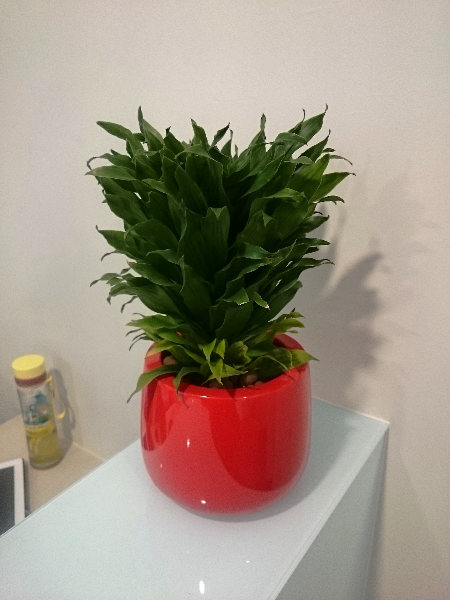 Variety of Tabletop Plant